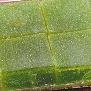 Margarita Morsels Candy